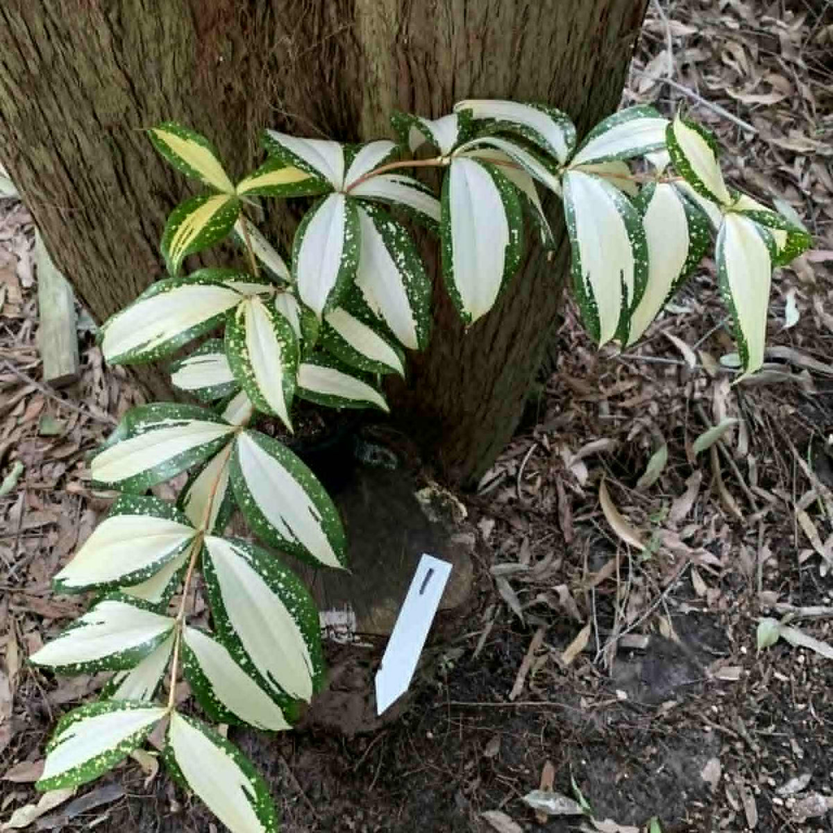 dracaena milky way for sale Dracaena Milky Way — Nursery 2 U