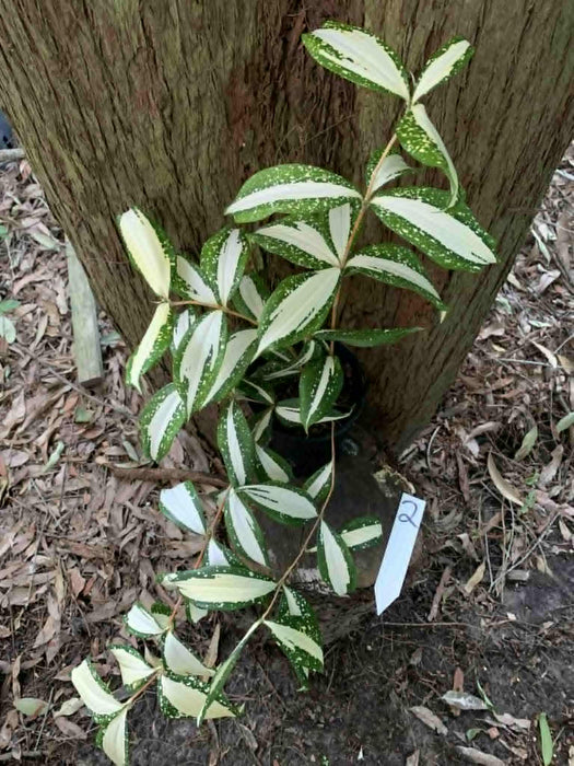 Dracaena Milky Way