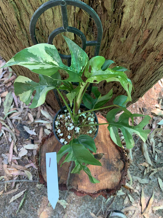Variegated Mini Mon Raphidophora Tetrasperma Multi listing
