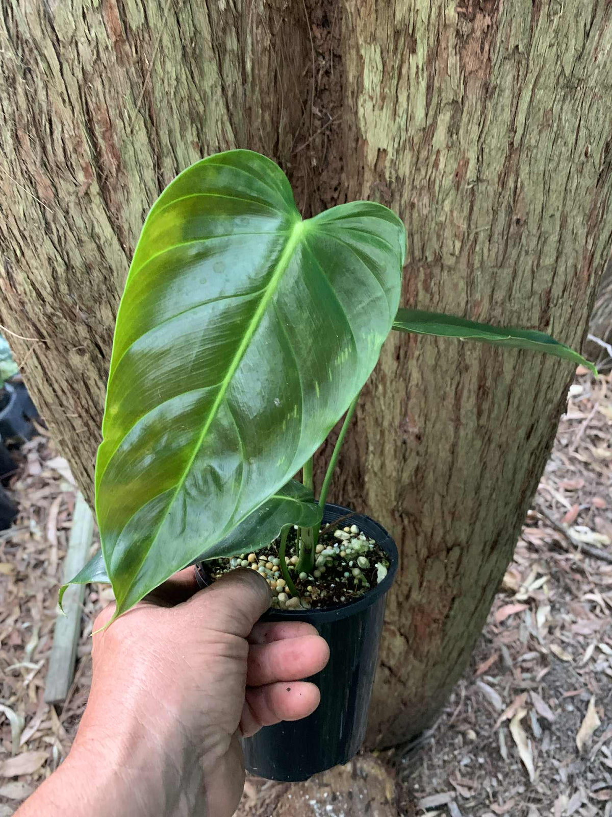 Philodendron Esmeraldense — Nursery 2 U