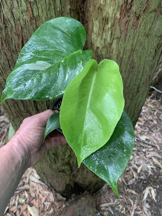CLEARANCE Monstera Albo Borsigiana Very Low Variegation