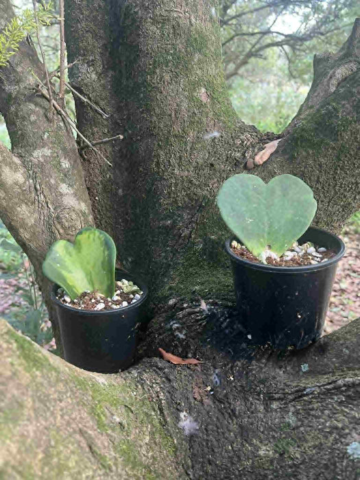Hoya Kerri Zombie Leaves
