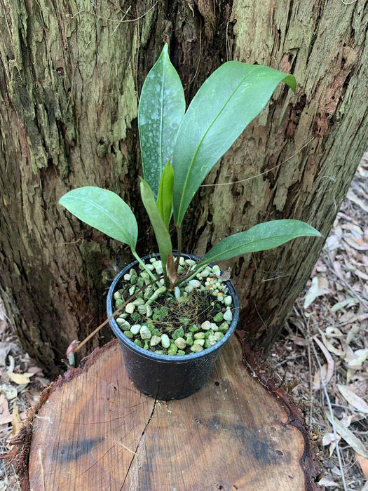 Anthurium Gracile Non TC