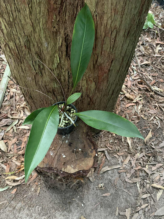 Anthurium Gracile Non TC
