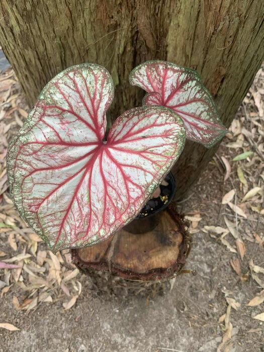 Caladium Xplosion