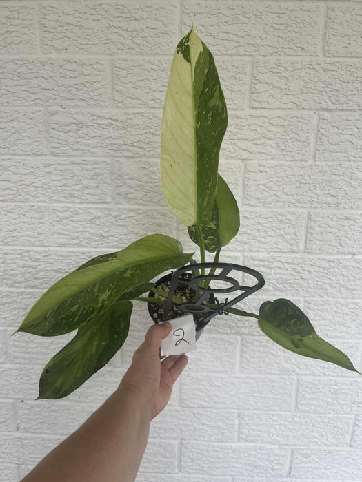 Philodendron Jose Buono 2