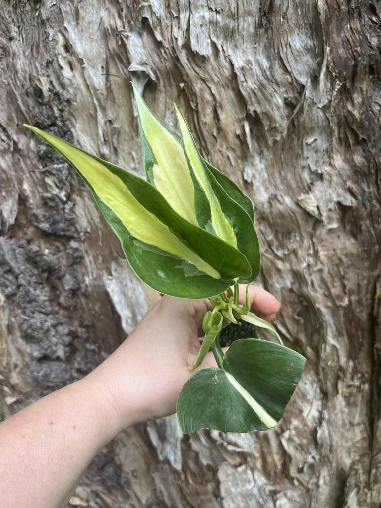 cream splash philodendron care Philodendron Cream Splash — Nursery 2 U