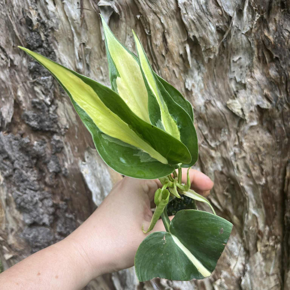 philodendron cream splash australia Philodendron Cream Splash