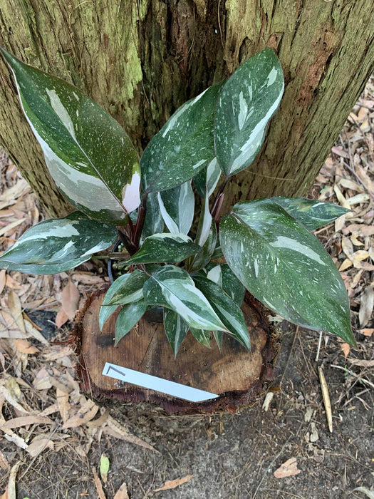 Philodendron Red Anderson Variegated #7 double planted
