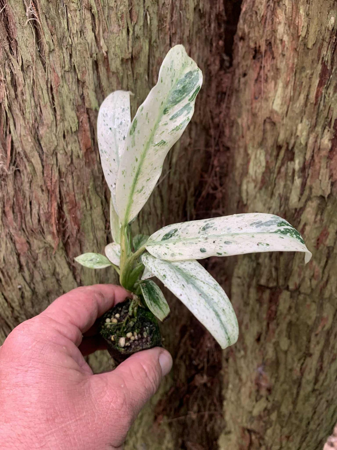 Epipremnum