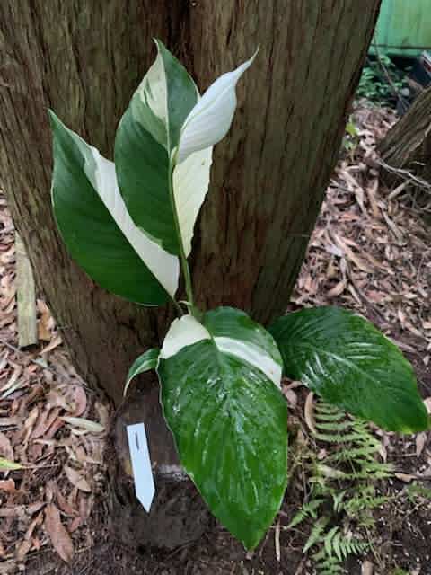 picasso peace lily Spathiphyllum Picasso Peace Lily Multi Listing