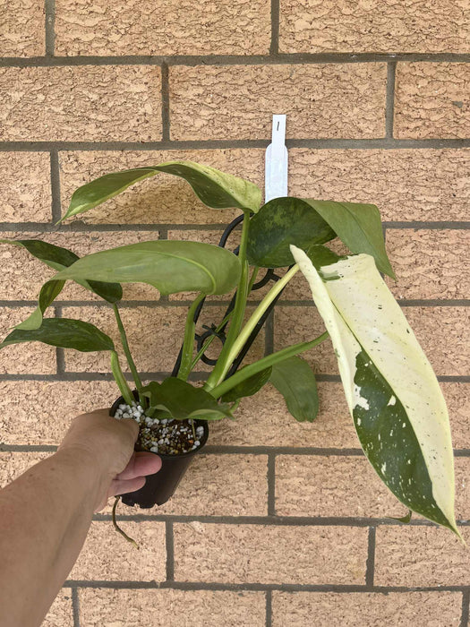 Clearance Philodendron Jose Buono
