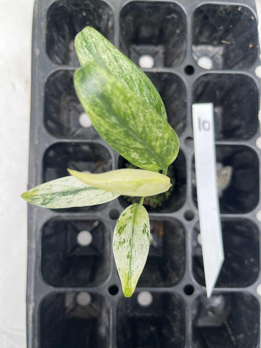 Epipremnum Giganteum Variegated Multi-listing