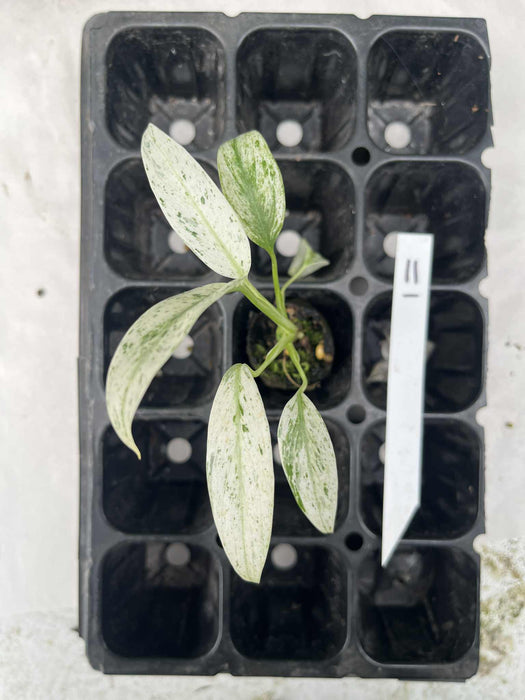 Epipremnum Giganteum Variegated Multi-listing