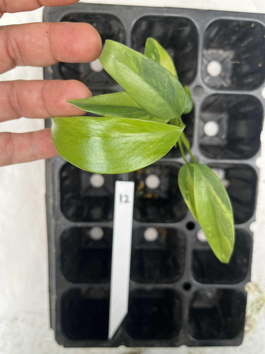 Epipremnum Giganteum Variegated Multi-listing