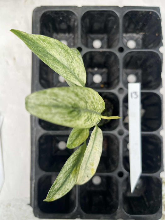 Epipremnum Giganteum Variegated Multi-listing