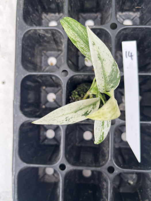 Epipremnum Giganteum Variegated Multi-listing