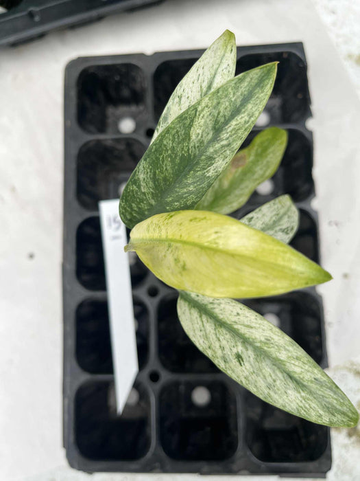 Epipremnum Giganteum Variegated Multi-listing