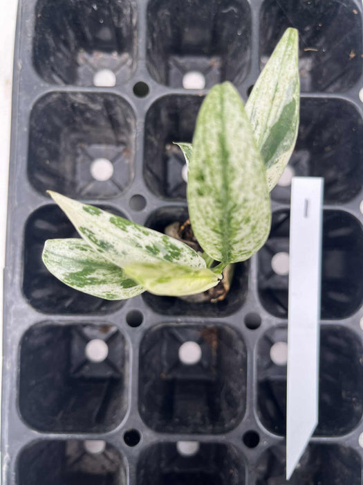 Epipremnum Giganteum Variegated Multi-listing
