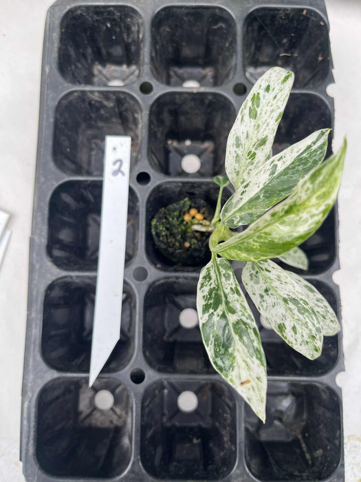 Epipremnum Giganteum Variegated Multi-listing
