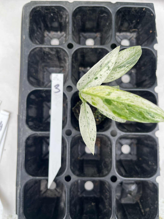 Epipremnum Giganteum Variegated Multi-listing