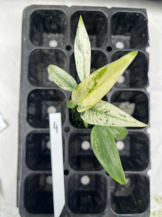 Epipremnum Giganteum Variegated Multi-listing