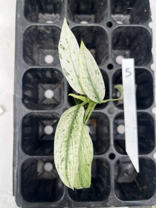 Epipremnum Giganteum Variegated Multi-listing