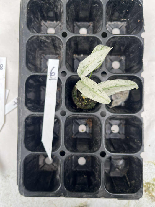 Epipremnum Giganteum Variegated Multi-listing