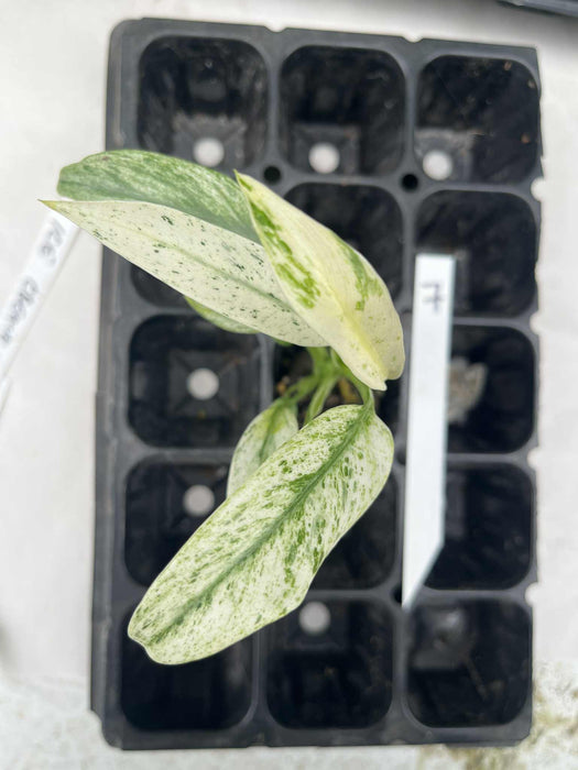 Epipremnum Giganteum Variegated Multi-listing