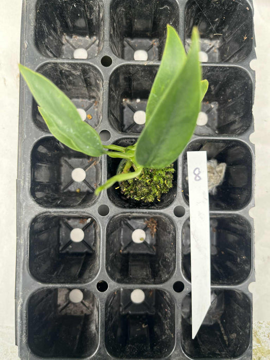 Epipremnum Giganteum Variegated Multi-listing