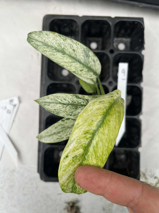 Epipremnum Giganteum Variegated Multi-listing