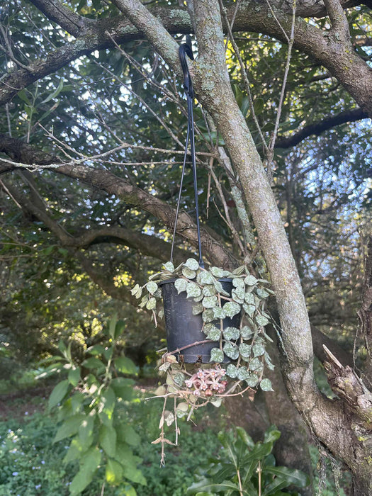 CLEARANCE Hoya Curtisii - potted