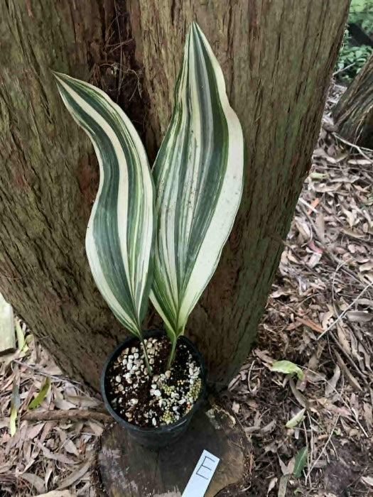 Aspidistra Variegated Cast Iron Plant Multi-listing