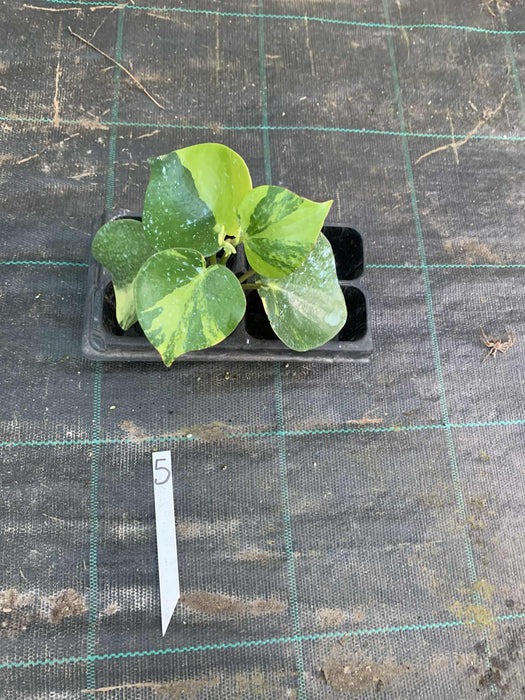 Peperomia Polybotrya Raindrops Variegated Multi-Listing
