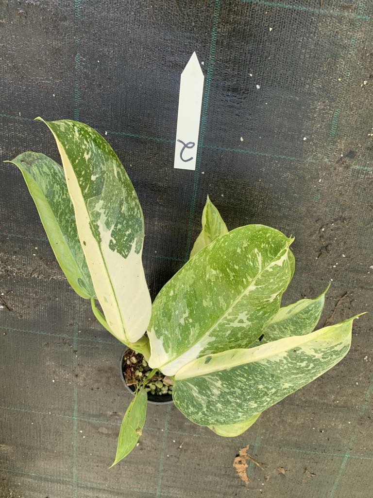 Philodendron Jose Buono
