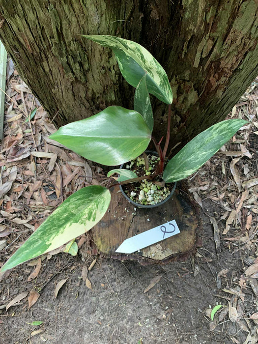 Philodendron Strawberry shake 2