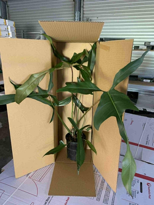 Philodendron Longilobatum Lelano Miyano - Free Express Post