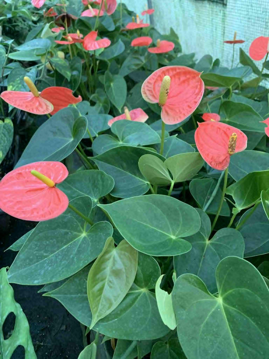 Jungle Box - Choose Plants