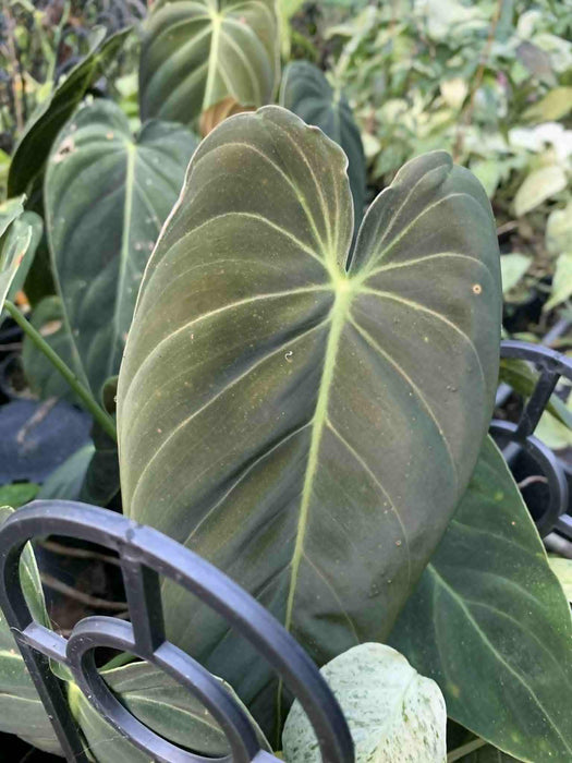 Jungle Box - Choose Plants