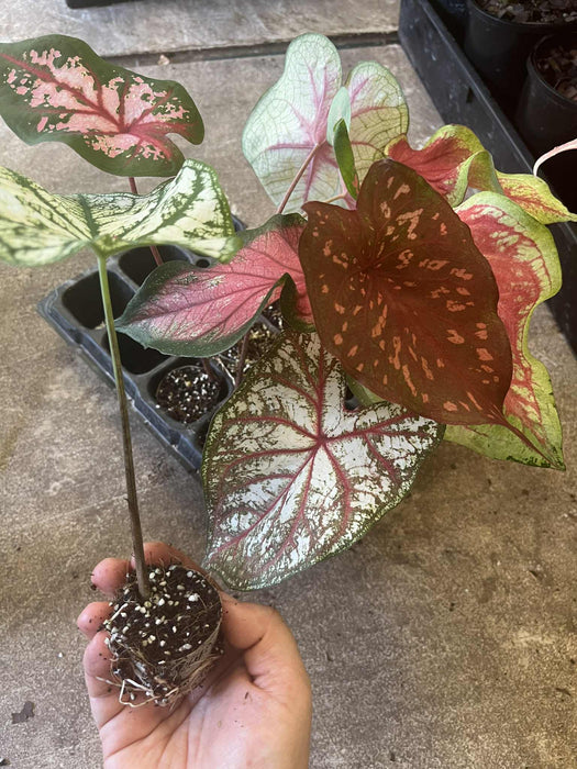 Caladium Baby Mystery Box 5 plants for $40
