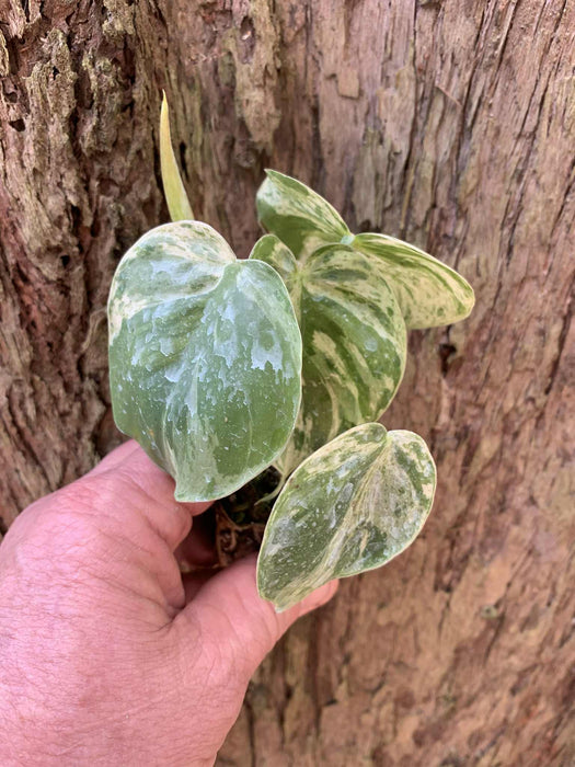 CLEARANCE Philodendron Variegated Heart Leaf