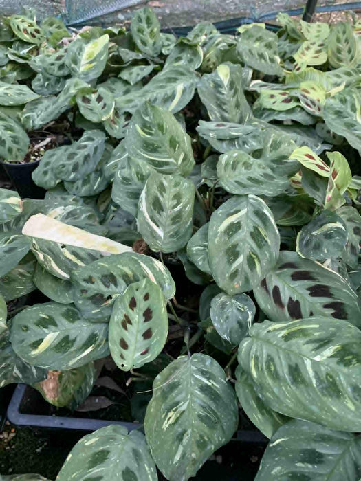 Jungle Box - Choose Plants