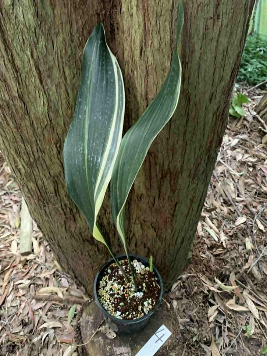 Aspidistra Variegated Cast Iron Plant Multi-listing