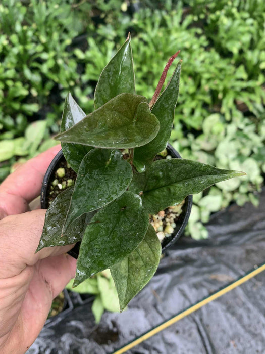 CLEARANCE Syngonium erythrophyllum RED ARROW