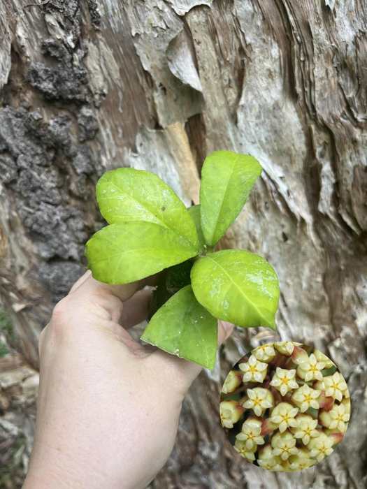 Hoya Finlaysonii Malaysia