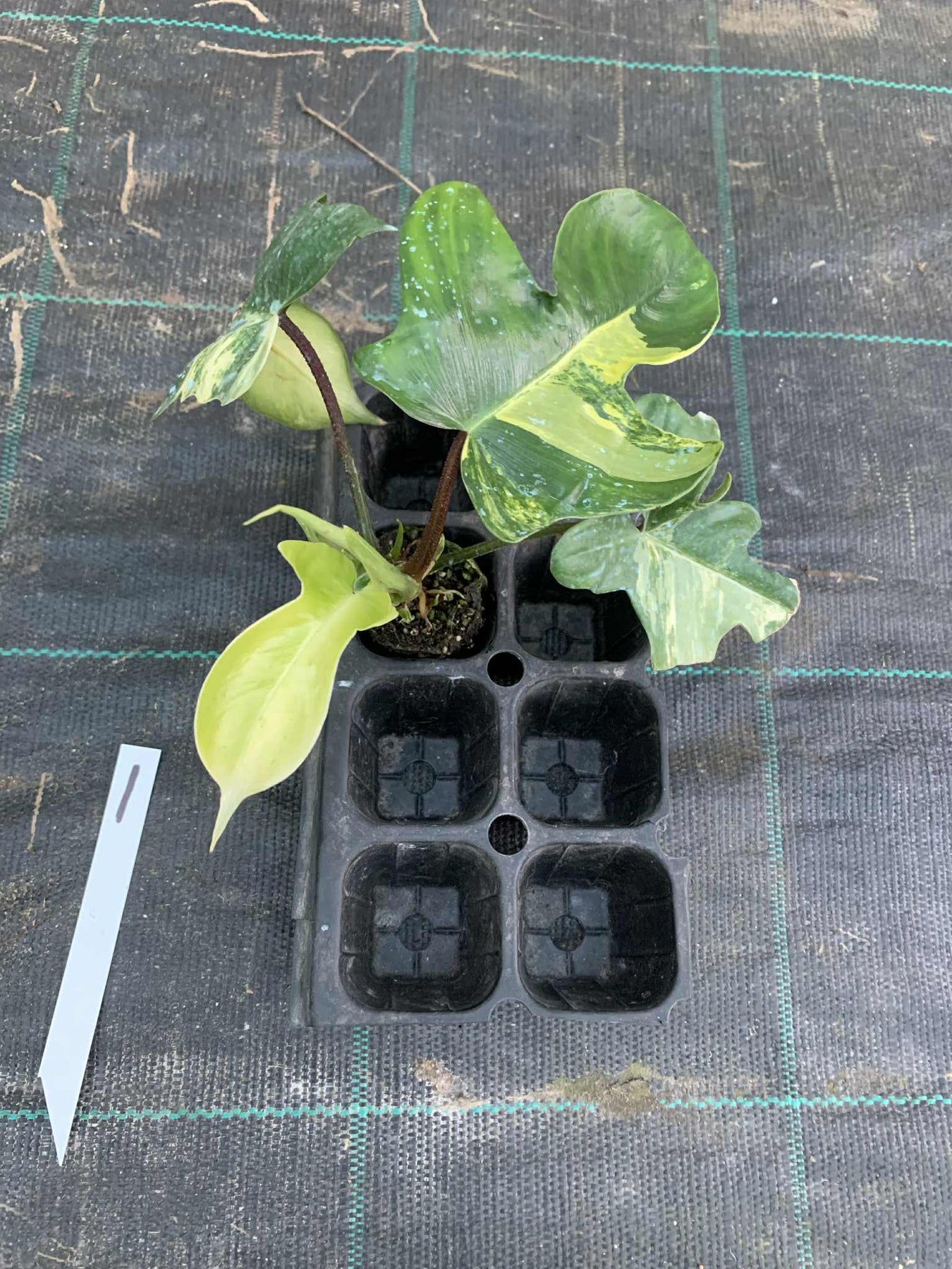 Philodendron Florida Beauty