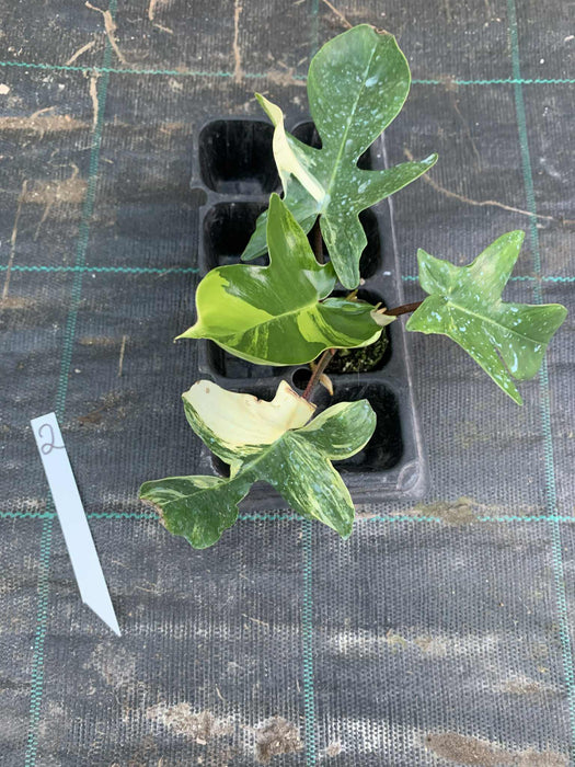 Philodendron Florida Beauty 2