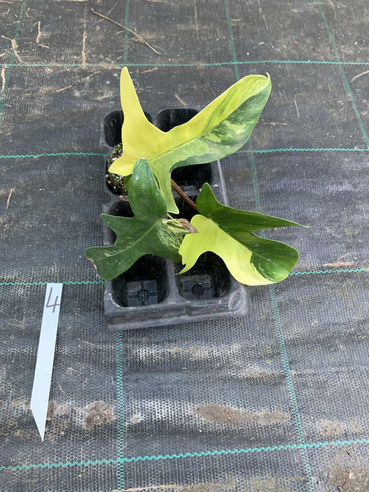Philodendron Florida Beauty 4