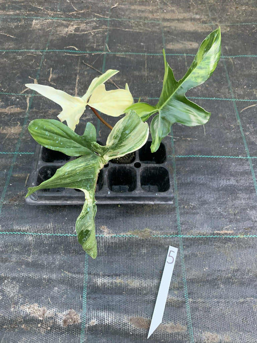 Philodendron Florida Beauty 5