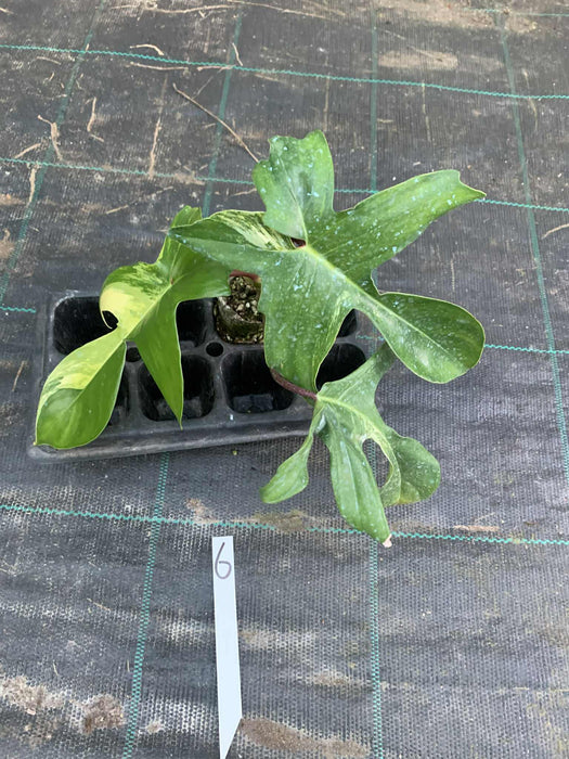 Philodendron Florida Beauty 6